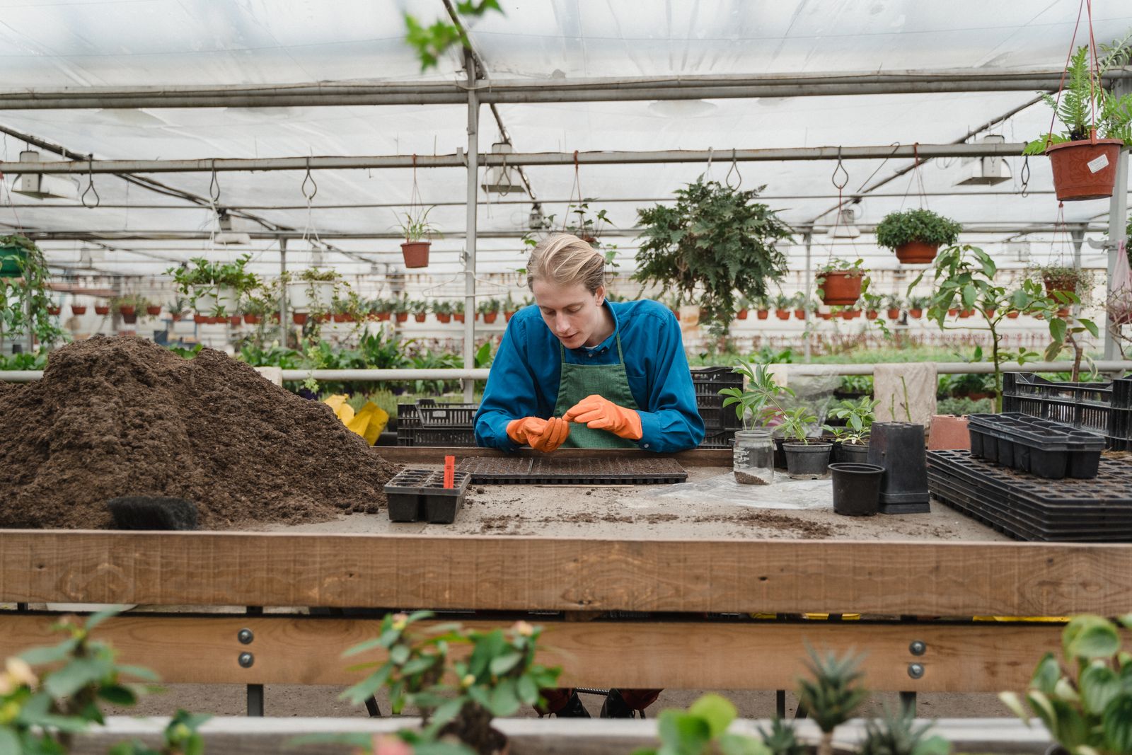 Tobacco cultivation in a greenhouse